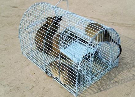Thuốc diệt chuột hiệu quả